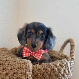 Rosie - Dapple female Dachshund puppy in North Fort Myers, Florida from Trust Fund Devil Kennel