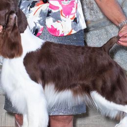 Lightning - English Springer Spaniel