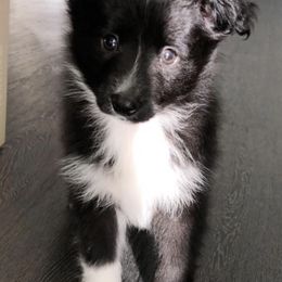 Miniature Australian Shepherds from Whiskey Land Aussie's