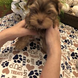 Yorkshire Terrier Puppies from Happy Days Acres and Yorkies