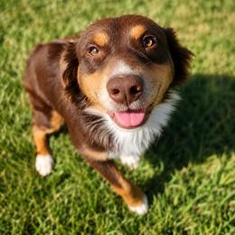 Zelda - Miniature Australian Shepherd