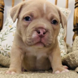 American Bully Puppies from East bound and Down Bully’s