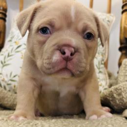 American Bully Puppies from East bound and Down Bully’s