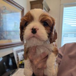 Blenheim Boy 2 - Blenheim male Cavalier King Charles Spaniel puppy in Meridian, Idaho from Reflection Cavaliers