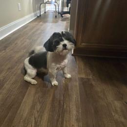 Pepper - Shih Tzu