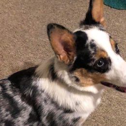 American Corgis, Pembroke Welsh Corgis, and Pomeranians from Syani Puppies