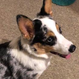 American Corgis, Pembroke Welsh Corgis, and Pomeranians from Syani Puppies