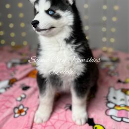 Kenickie - Black and white male Pomsky puppy in Rossville, Georgia from Scenic City Pomskies