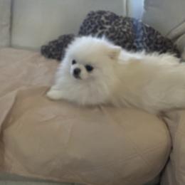 Prescott - Pomeranian