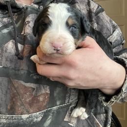 Brown - Black rust and white male Bernese Mountain Dog puppy in North Grove, Indiana from J&F Country Canines