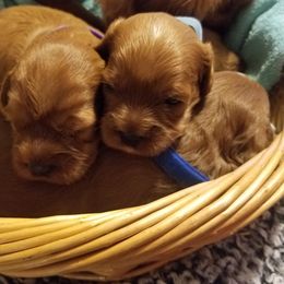 Cavapoos from Home Sweet Home Puppies