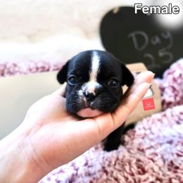 French Bulldog Puppies from FrenchieBnB