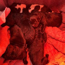 Newfoundland puppies from Tampa Bay Farm