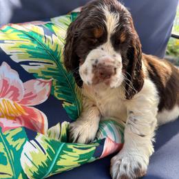 Smiley - Liver white and tan female English Springer Spaniel puppy in Newport News, Virginia from Sara's English Springer Spaniels