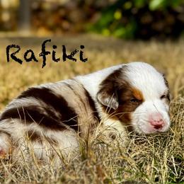 Rafiki - Red merle male Australian Shepherd puppy in Blythewood, South Carolina from One Tribe Aussies