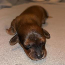 Spirit - Red male Dachshund puppy in Clarksdale, Mississippi from Bo Didley's Doxies