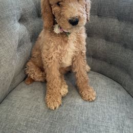 Olivia - Parti female Poodle puppy in Calimesa, California from Coriander Farm Pups