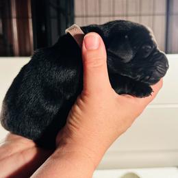 Opal - Black female Labrador Retriever puppy in Rock Hill, South Carolina from North Star Retrievers