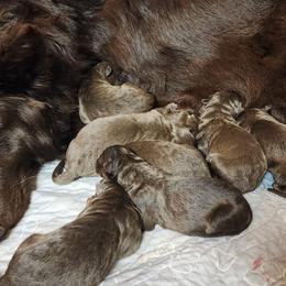 Sauce - Liver male German Shepherd puppy in Garrett, Indiana from Devil-Dog Shepherds