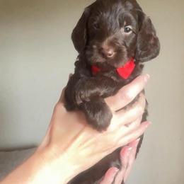 Danny - Chocolate male Goldendoodle puppy in Decatur, Texas from Scherrer Sweet Goldendoodles