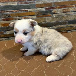 Boy 1 - Blue merle and white male American Corgi puppy in Visalia, California from VIP Stables
