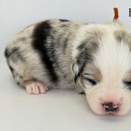 Orange collar - Blue merle male Miniature Australian Shepherd puppy in Brooker, Florida from Triple Branch Aussies