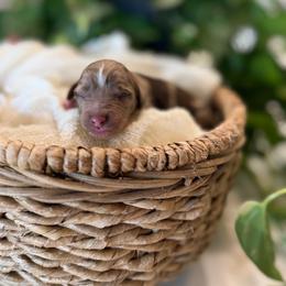 Dalmore - Merle male Goldendoodle puppy in Queen Creek, Arizona from Sunny Doodles