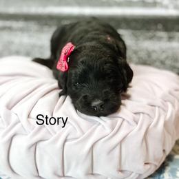 Story - Phantom female Goldendoodle puppy in Pasco, Washington from Camp Doodle Woods