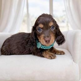 Carly pending European lines - Chocolate and tan female Dachshund puppy in Richmond, Virginia from Irresistible Dachshunds & Cavaliers