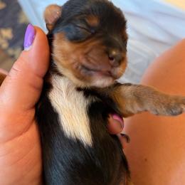 Nadja - Black and tan female Yorkshire Terrier puppy in Coeur D Alene, Idaho from Cozy Coeur Yorkies