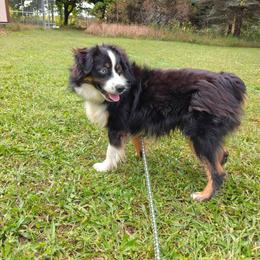 Buck - Miniature Australian Shepherd