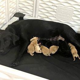 Basset Hound, Boykin Spaniel, English Cocker Spaniel, and Labrador Retriever Puppies from PARK’s Family Farm