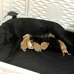 Basset Hound, Boykin Spaniel, English Cocker Spaniel, and Labrador Retriever Puppies from PARK’s Family Farm