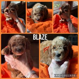 Blaze - Red  male Poodle puppy in Mount Vernon, Illinois from AMC Poodles