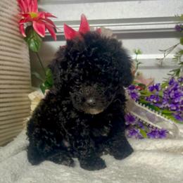 Piper - Black female Poodle puppy in Elgin, South Carolina from Silver Bells Paw Prints
