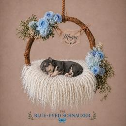 Mugsy - Black and silver male Miniature Schnauzer puppy in Winter Haven, Florida from The Blue Eyed Schnauzer