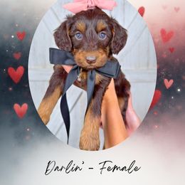 Darlin' - Phantom female Goldendoodle puppy in Canton, Georgia from Teddy Puppies