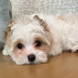 Beau - Parti male Yorkshire Terrier puppy in Calhoun, Georgia from Peach State Yorkies