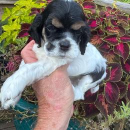 Boy 2 - Black white and tan male Cocker Spaniel puppy in Beech Island, South Carolina from Mike's Best Friends