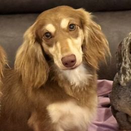 Lana - Dachshund