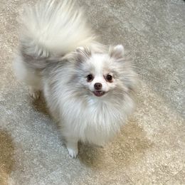 Cardi G. - Chocolate merle female Pomeranian puppy in Madison, Ohio from PawSitive Therapy Pomeranians