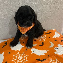 Jack - Black and white male Cockapoo puppy in Brookings, South Dakota from Hofer Pups