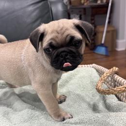 Blue Collar Boy - Fawn male Pug puppy in Troutman, North Carolina from Ohana Pugs