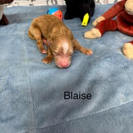 Blaise - Red  male Goldendoodle puppy in Golden, Colorado from Golden Mesa Doodles