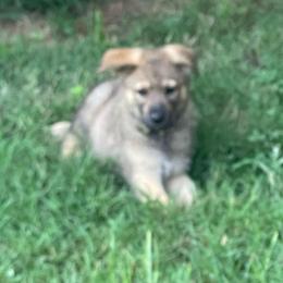 Boy 1 (Neon Green AKA Hollywood) - Sable male German Shepherd puppy in Greenwood, South Carolina from Malone’s Palmetto Puppies