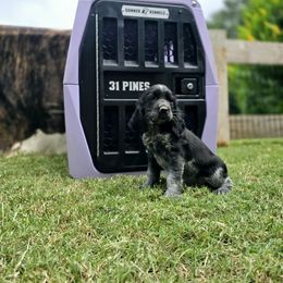 Boykin Spaniel and English Springer Spaniel Puppies from 31 Pines Springers & Retrievers