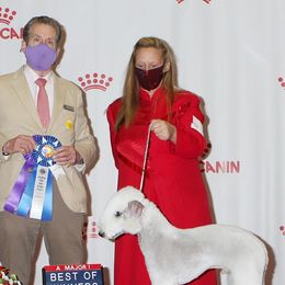 Bedlington Terriers from Apothic