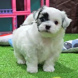 Ted - Brindle and white male Mal-Shi puppy in Aurora, Missouri from KnJ Precious Paws LLC