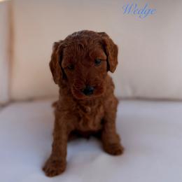 Wedge - Red  male Goldendoodle puppy in Las Vegas, Nevada from Dose of Doodles