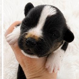 Nash - Black and white male Cardigan Welsh Corgi puppy in Kerens, West Virginia from Leather & Lace